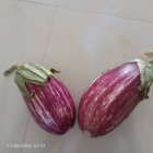 بادمجان لایر در مشهد در گروه خرید و فروش بادمجان در یکمیوه