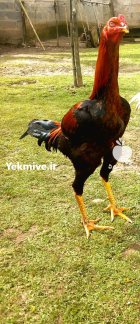 آگهی مشابه لاری اصل افغان در رشت در گروه مرغ و خروس و بوقلمون و اردک قو قاز در یکمیوه