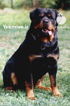 فروش سگ روتوایلر اروپایی امریکایی در کمال شهر در گروه سگ و گربه در یکمیوه