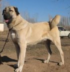 فروش سگ سرابی در گروه سگ و گربه در یکمیوه