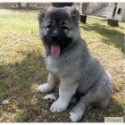 فروش سگ قفقازی در کمال شهر در گروه سگ و گربه در یکمیوه