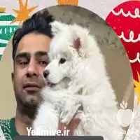 فروش سگ نگهبان خرید سگ نگهبان سفت در اصفهان در گروه سگ و گربه در یکمیوه