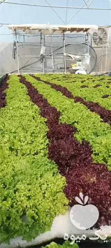 قیمت خرید کاهو فرانسوی در مشهد در گروه خرید و فروش کاهو در یکمیوه -عکس1