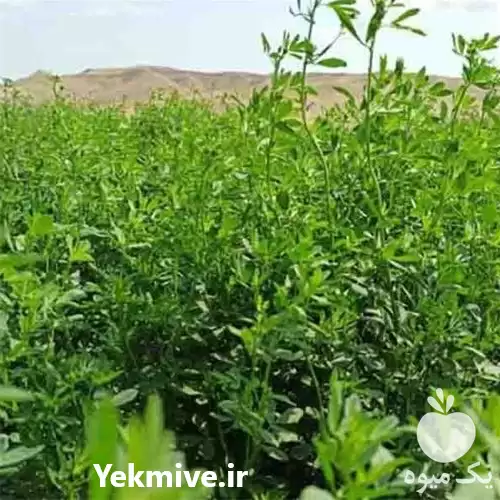 قیمت خرید قیمت یونجه در تبریز در گروه خوراک دام و طیور در یکمیوه -عکس1