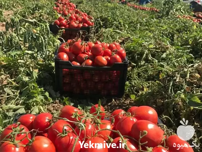 گوجه تازه صادراتی در تهران در گروه خرید و فروش گوجه فرنگی در یکمیوه -عکس1