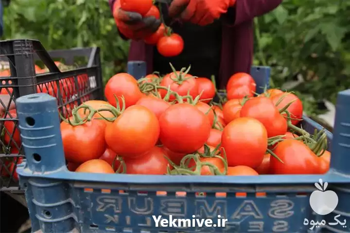فروش قیمت عمده گوجه فرنگی گوشتی در تهران در گروه خرید و فروش گوجه فرنگی در یکمیوه -عکس1