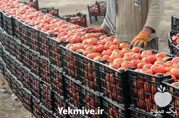 فروش گوجه گلخانه ای مرغوب در تهران در گروه خرید و فروش گوجه فرنگی در یکمیوه -عکس1