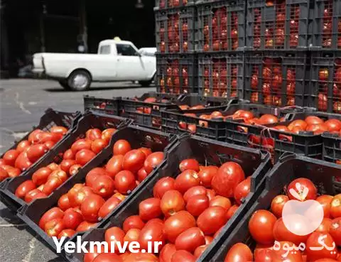 قیمت خرید گوجه در تبریز در گروه خرید و فروش گوجه فرنگی در یکمیوه -عکس1