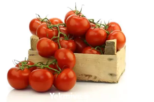 فروش عمده گوجه آبدار به سرتاسر در گروه خرید و فروش گوجه فرنگی در یکمیوه -عکس1