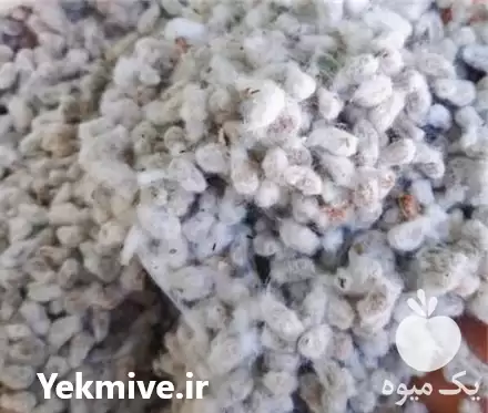 قیمت خرید پنبه دانه تخم پنبه در قم در گروه خرید و فروش گیاهان صنعتی در یکمیوه -عکس1