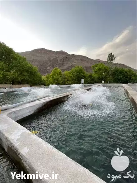 قیمت خرید عمده تک انواع بچه در گروه خرید و فروش بچه ماهی در یکمیوه -عکس1