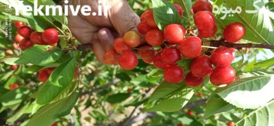 فروش و عرضه گیلاس از کردستان در مهاباد در گروه خرید و فروش گیلاس در یکمیوه -عکس1