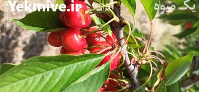 فروش و عرضه گیلاس از کردستان در مهاباد در گروه خرید و فروش گیلاس در یکمیوه -عکس2