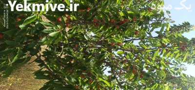 فروش و عرضه گیلاس از کردستان در مهاباد در گروه خرید و فروش گیلاس در یکمیوه -عکس3