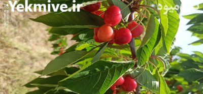 فروش و عرضه گیلاس از کردستان در مهاباد در گروه خرید و فروش گیلاس در یکمیوه -عکس4