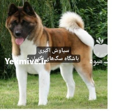 فروش سگ آکیتا ژاپنی و آمریکایی در گروه سگ و گربه در یکمیوه -عکس1