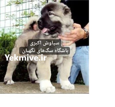 فروش سگ سرابی اصیل دو ماهه در تهران در گروه سگ و گربه در یکمیوه -عکس1