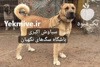 فروش سگ سرابی بالغ نگهبان در گروه سگ و گربه در یکمیوه -عکس1