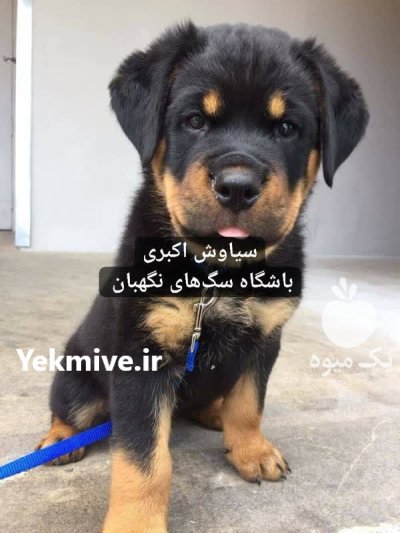 فروش سگ روتوایلر آمریکایی و اروپایی در گروه سگ و گربه در یکمیوه -عکس1