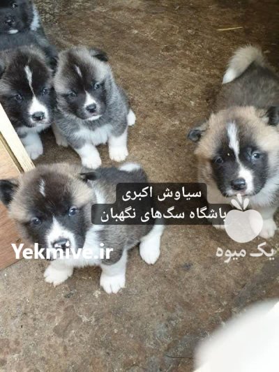 فروش سگ آکیتا آمریکایی اروپایی توله در تهران در گروه سگ و گربه در یکمیوه -عکس1