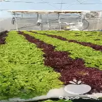 قیمت خرید کاهو فرانسوی در مشهد در گروه خرید و فروش کاهو در یکمیوه