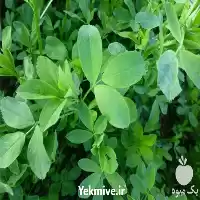 قیمت خرید یونجه خرد شده کیسه در ساری در گروه خوراک دام و طیور در یکمیوه