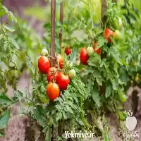 فروش گوجه فرنگی با کیفیت استثنائی در تهران در گروه خرید و فروش گوجه فرنگی در یکمیوه