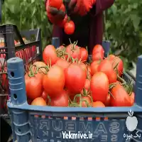 فروش قیمت عمده گوجه فرنگی گوشتی در تهران در گروه خرید و فروش گوجه فرنگی در یکمیوه