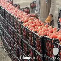 فروش گوجه گلخانه ای مرغوب در تهران در گروه خرید و فروش گوجه فرنگی در یکمیوه