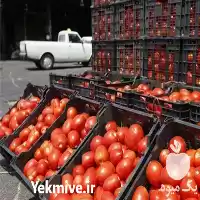 قیمت خرید گوجه در تبریز در گروه خرید و فروش گوجه فرنگی در یکمیوه