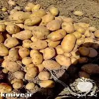 قیمت خرید عمده سیب زمینی خوراکی در گروه خرید و فروش سیب زمینی در یکمیوه