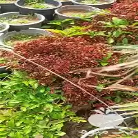 قیمت خرید انواع مرکبات نخل در اهواز در گروه خرید و فروش گیاهان زینتی در یکمیوه