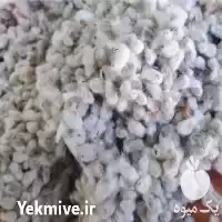 قیمت خرید پنبه دانه تخم پنبه در قم در گروه خرید و فروش گیاهان صنعتی در یکمیوه