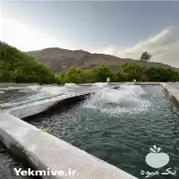 قیمت خرید عمده تک انواع بچه در گروه خرید و فروش بچه ماهی در یکمیوه