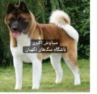 فروش سگ آکیتا ژاپنی و آمریکایی در گروه سگ و گربه در یکمیوه