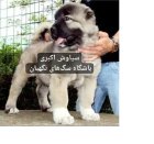 فروش سگ سرابی اصیل دو ماهه در تهران در گروه سگ و گربه در یکمیوه