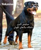 فروش سگ روتوایلر اروپایی و آمریکایی در تهران در گروه سگ و گربه در یکمیوه