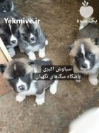 فروش سگ آکیتا آمریکایی اروپایی توله در تهران در گروه سگ و گربه در یکمیوه