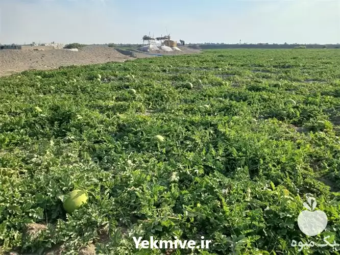 قیمت خرید هندوانه به صورت عمده در زاهدان در گروه خرید و فروش هندوانه در یکمیوه -عکس1