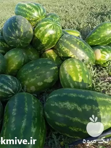 فروش هندوانه در تناژ بالا در زاهدان در گروه خرید و فروش هندوانه در یکمیوه -عکس1