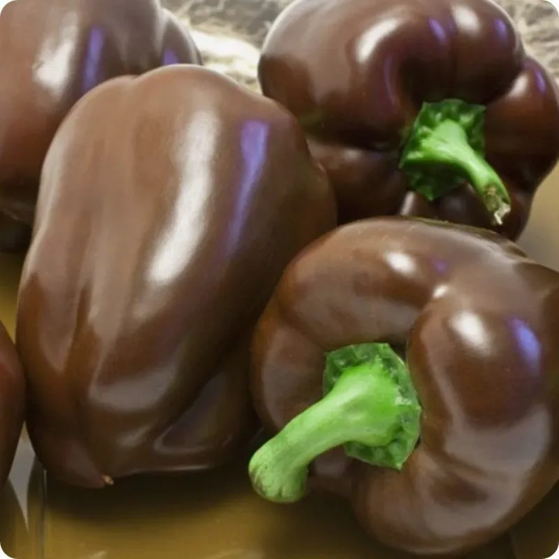 فلفل دلمه رنگی در مشهد در گروه خرید و فروش فلفل در یکمیوه -عکس1