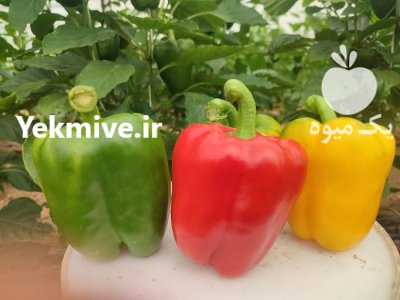 فلفل دلمه رنگی در مشهد در گروه خرید و فروش فلفل در یکمیوه -عکس2