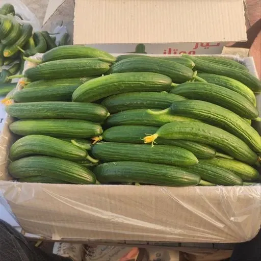 خیار بوته ای در گروه خرید و فروش خیار در یکمیوه -عکس1