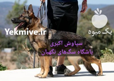 فروش سگ ها ژرمن شپرد بالغ در تهران در گروه سگ و گربه در یکمیوه -عکس1
