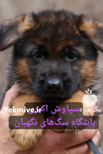 فروش توله سگ های ژرمن شپرد در تهران در گروه سگ و گربه در یکمیوه -عکس1