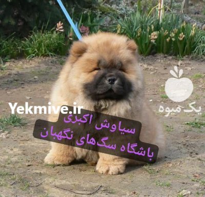 فروش سگ چاو چاو دو ماهه در تهران در گروه سگ و گربه در یکمیوه -عکس1