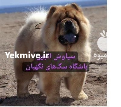 فروش سگ چاو چاو بالغ اصیل در گروه سگ و گربه در یکمیوه -عکس1