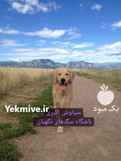 فروش سگ گلدن روتریور بالغ وارداتی در تهران در گروه سگ و گربه در یکمیوه -عکس1