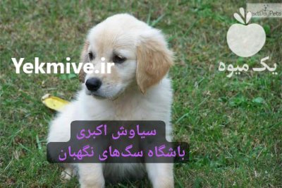 فروش سگ گلدن دو ماهه اصیل در تهران در گروه سگ و گربه در یکمیوه -عکس1