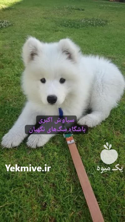 فروش سگ ساموید توله های دو در گروه سگ و گربه در یکمیوه -عکس1